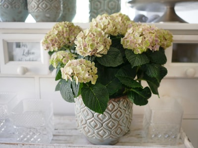 White vase on the white hydrangea
